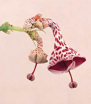 "Parachute Flower" Photo: © Anne Geddes