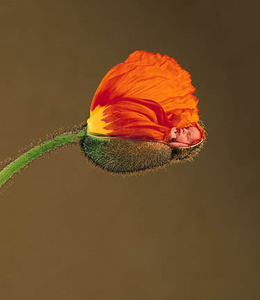 "Orange Poppy" Photo: © Anne Geddes